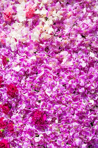 Flor de clavel y flor de orquídea púrpura —  Fotos de Stock