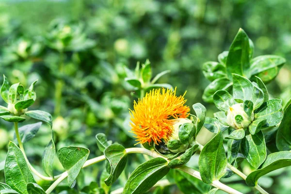 Fleurs de carthame dans un champ — Photo