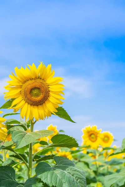 Sonnenblume blüht im Feld — Stockfoto