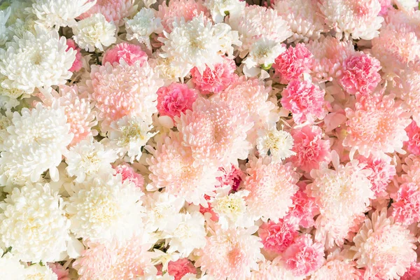 Clavel Flor y flor de crisantemo — Foto de Stock