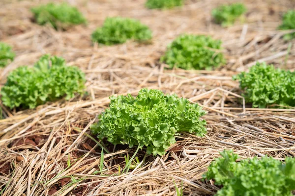 Piante di senape verde in campagna — Foto Stock