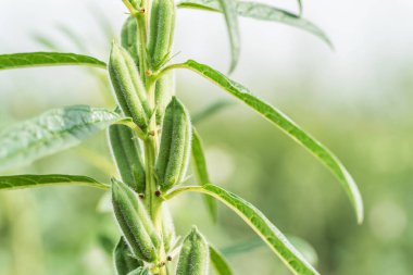 Tarlada ağaçta susam çekirdeği çiçeği