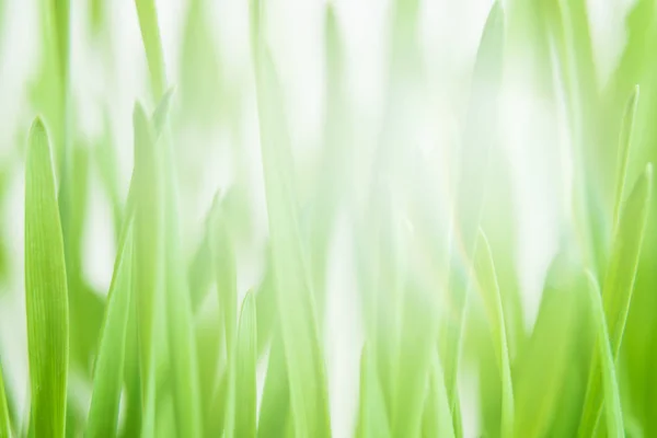 Close-up messen van groen gras — Stockfoto