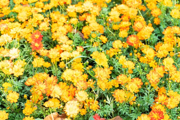 Flor de cosmos o flores de Aster mexicano — Foto de Stock