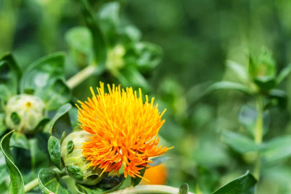 畑のサフラワーの花 — ストック写真