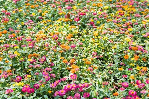 Flores de Zinnia Floreciendo en el Jardín — Foto de Stock