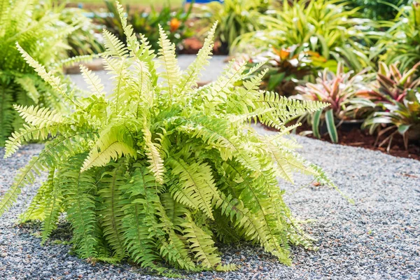 Planta de samambaia no chão de seixos — Fotografia de Stock