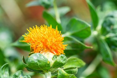 Bir tarlada aspir çiçekleri