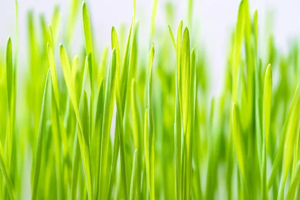 Gros plan lames d'herbe verte — Photo