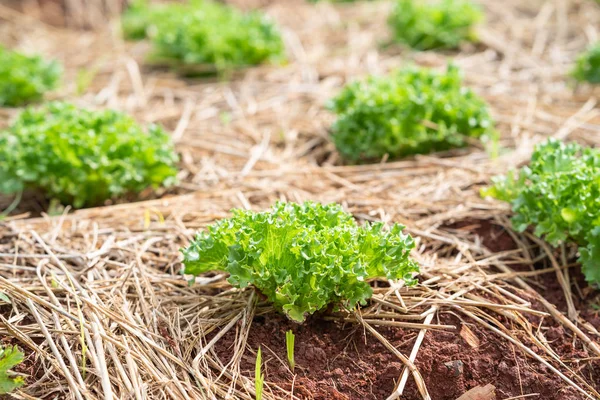 Piante di senape verde in campagna — Foto Stock