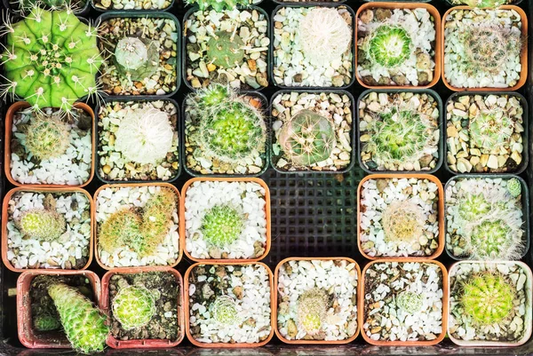 Variedad de cactus pequeño en maceta — Foto de Stock
