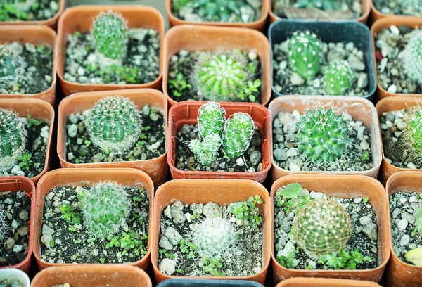 Variedad de cactus pequeño en maceta — Foto de Stock