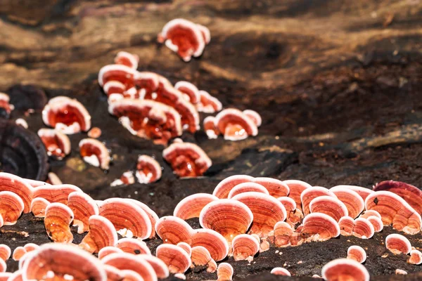 Ling Zhi Mushroom on timber wood — Stock Photo, Image