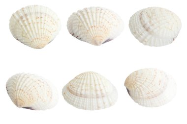 Midye kabuğu ya da deniz tarağı beyaz arkaplanda izole edilir
