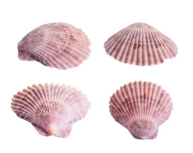 Midye kabuğu ya da deniz tarağı beyaz arkaplanda izole edilir