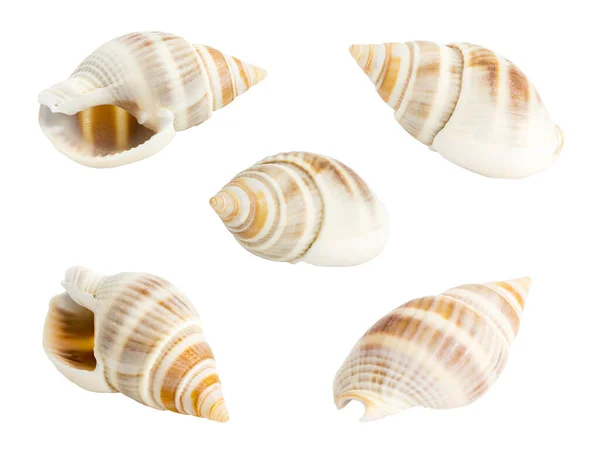 Conch Shell Isolated White Background — Stock Photo, Image