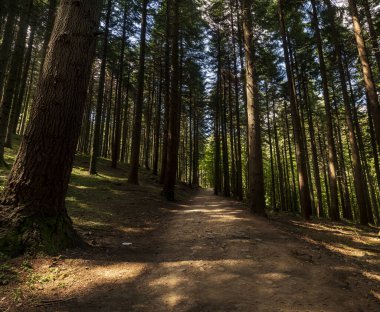  Emilia Romagna 'daki Maples Ormanı 