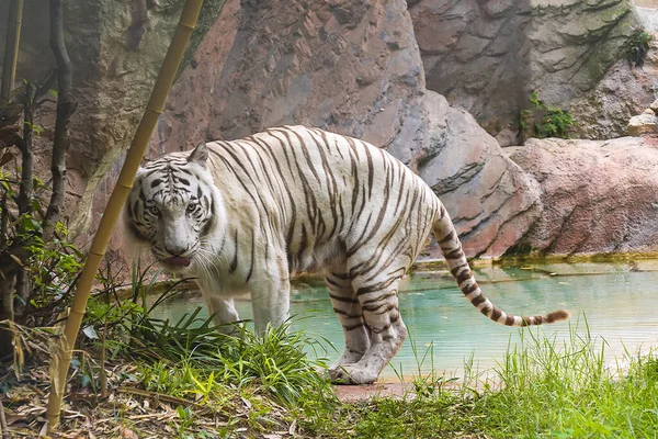 Белый Тигр Ходит Берегу Пруда — стоковое фото