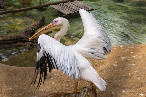 Pelican Abre Suas Grandes Asas — Fotografia de Stock