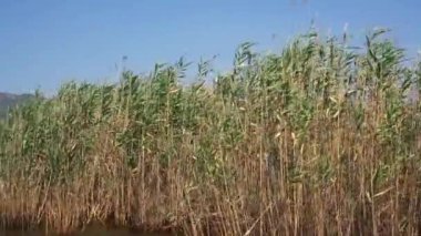 Birkaç turist tekneleri nehir video yelken