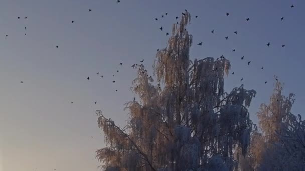 Albero cime coperte di gelo colpo basso angolo — Video Stock