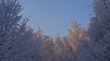 Ağaç başında frost düşük açılı görünümü ile kaplı