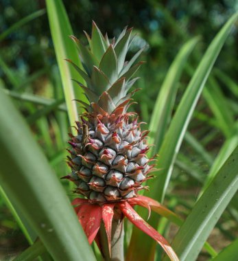 Çiftlikte büyüyen ananas görüntüsü. Tayland