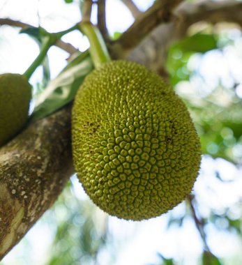 Meyveler ağaç üzerinde görüntü. Phuket, Tayland