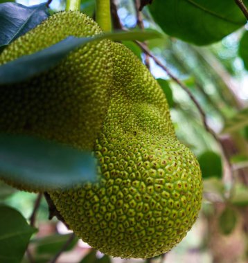 Meyveler tropikal Bahçe görüntüsü. Tayland