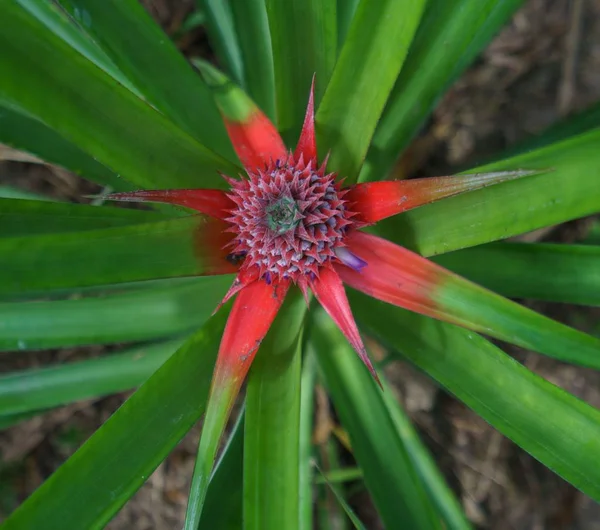 Top view of unripe pineapple growing. Thailand — Stock Photo, Image