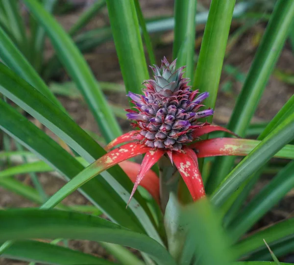 Ananas olgunlaşır görüntü. Phuket, Tayland — Stok fotoğraf