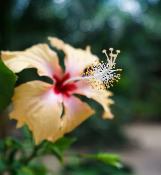 Görüntü güzel hibiscus büyüyen. Tayland — Stok fotoğraf