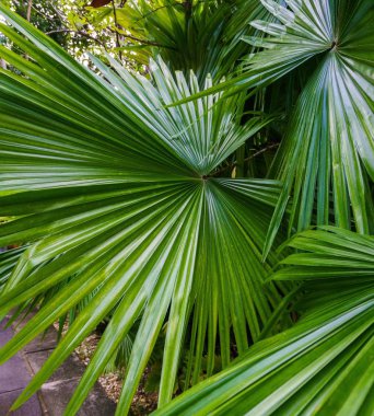 Büyük palmiye yapraklarının görüntüsü. Phuket, Tayland