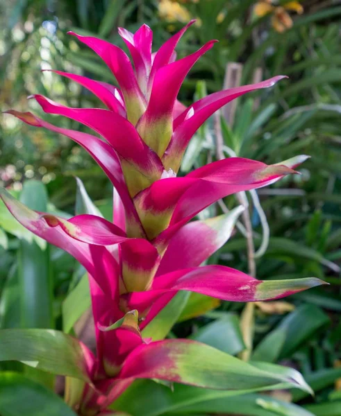 Tropik bahçede inanılmaz pembe çiçek. Tayland — Stok fotoğraf