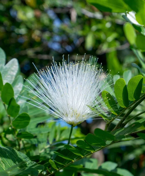 Mimosa Pudica görüntü duyarlı bitkinin adı — Stok fotoğraf