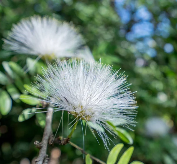 Image de Mimosa Pudica blanc. Thaïlande — Photo