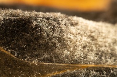 Kavun makro fotoğrafçılık mantar