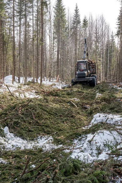 Image of logger rides through forest after felling — Stock Photo, Image