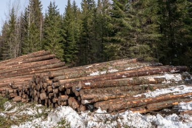 Orman. Felling sonra küme içinde yığılmış günlükleri