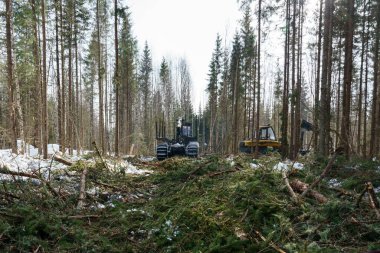 Ormanda ahşap hasat çalışma yürüten