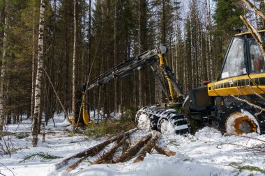 Ormandaki ağaç işleme. Görüntü logger eserlerin