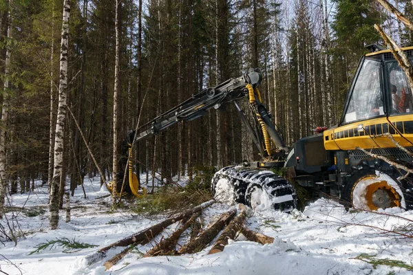 Trabajos de madera en el bosque. Imagen de las obras madereras —  Fotos de Stock