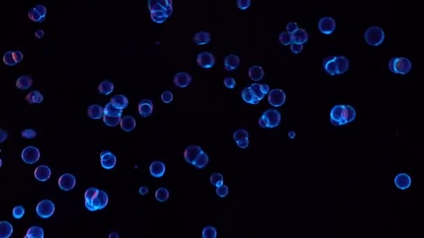 Bulles ultraviolettes volant dans le noir — Video