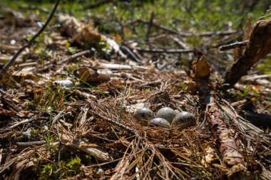 Ormandaki kumkuşu yuvası