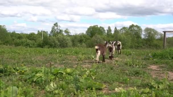 Zöld legelőn legelő háziasított kecskék — Stock videók