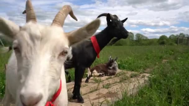 Domestic goats in green field — Stock Video
