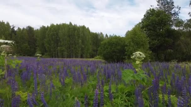 Envolez-vous sur les fleurs florissantes dans le champ d'été