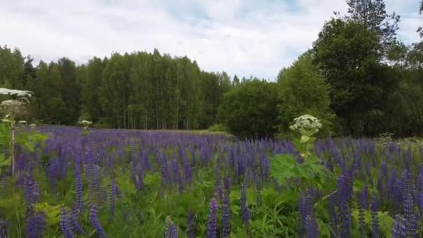 Flyv over blomstrende blomster på sommermarken – Stock-video