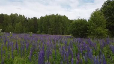 Yaz tarlasında çiçeklerin üzerinden uç.
