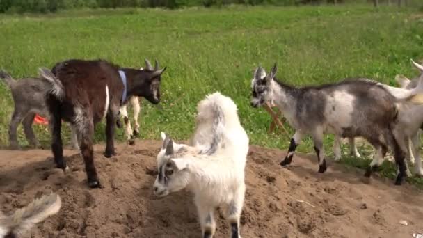 Domestic goats grazing on sand and green pasture — Stock Video